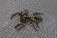 Macaroeris nidicolens