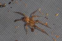 Anyphaena accentuata