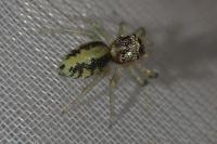 Phintella castriesiana