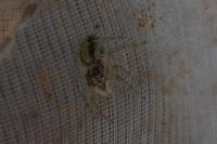 Phintella castriesiana