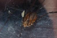 Leiobunum blackwallii