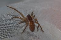 Dolomedes fimbriatus / Dolomedes plantarius