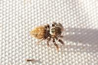 Carrhotus xanthogramma