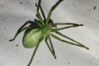 Micrommata virescens