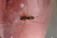 Linyphiidae