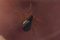Araneidae