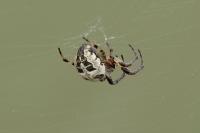 Larinioides cornutus