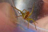 Dolomedes fimbriatus / Dolomedes plantarius