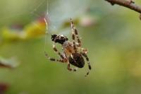 Araneus diadematus