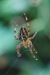 Araneus diadematus