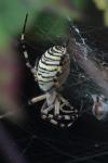 Argiope bruennichi