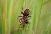 Dolomedes fimbriatus / Dolomedes plantarius