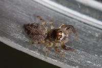 Macaroeris nidicolens