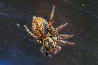 Carrhotus xanthogramma