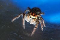 Carrhotus xanthogramma