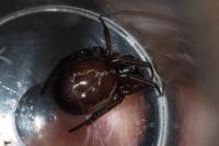 Steatoda nobilis