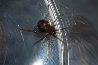 Steatoda triangulosa