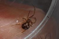 Steatoda triangulosa