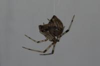 Parasteatoda tepidariorum