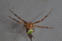 Ebrechtella tricuspidata