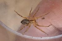 Anyphaena accentuata