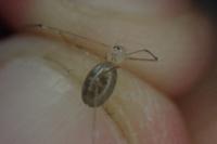 Pholcus phalangioides