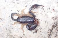 Euscorpius flavicaudis