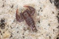 Euscorpius flavicaudis