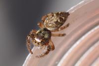 Macaroeris nidicolens