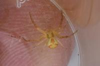 Ebrechtella tricuspidata