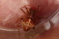 Gibbaranea bituberculata