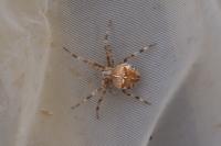 Araneus diadematus