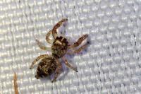 Macaroeris nidicolens