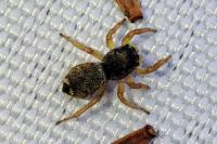 Heliophanus flavipes