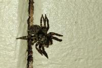 Salticidae