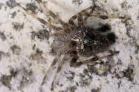 Araneus diadematus