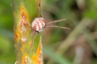 Thomisidae