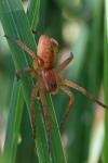 Dolomedes fimbriatus / Dolomedes plantarius