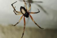 Steatoda nobilis
