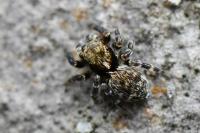 Pseudeuophrys erratica