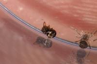 Theridiosoma gemmosum