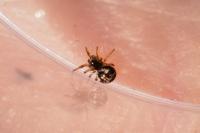 Theridiosoma gemmosum