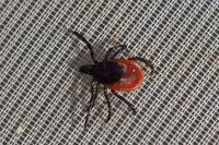 Ixodes ricinus