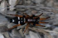 Poecilochroa variana