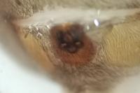 Scotophaeus scutulatus