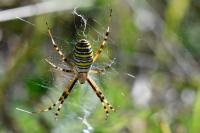Argiope bruennichi