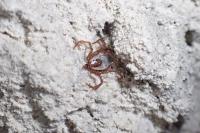 Ixodes vespertilionis