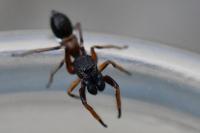 Leptorchestes berolinensis