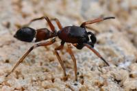 Leptorchestes berolinensis