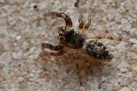 Macaroeris nidicolens